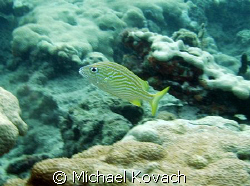 French grunt on the inside reef at Lauderdale by the Sea. by Michael Kovach 